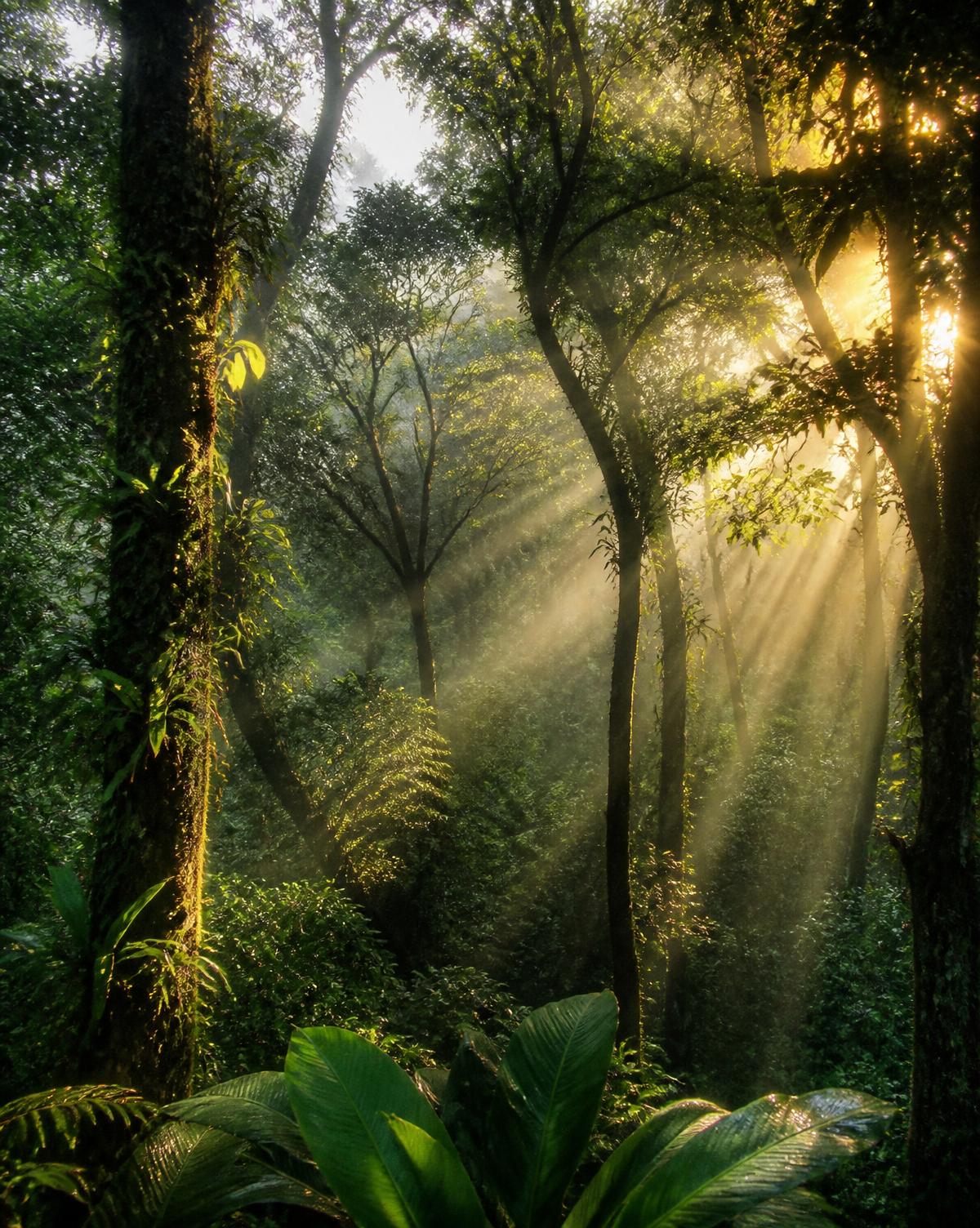 Floresta atlântica com raios de sol